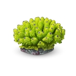 Aquatop Coral Green/Purple Tips 4.3"x4.6"x2.75"