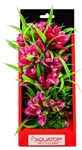 Aquatop Vibrant Passion Rose Plant 10"