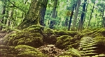 Galapagos Terrarium Clings Forest 15"x36"