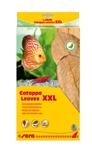 Sera Catappa Leaves XXL 32cm 10 pcs
