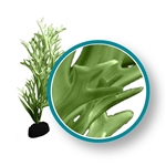 Weco Plant Green Giant Kelp 9"