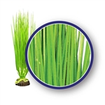 Weco Plant Asian Hairgrass 12"