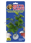 Zoomed Betta Plant - Philo