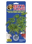 Zoomed Betta Plant - Papaya